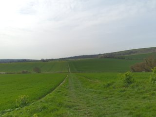 A small footpath crossing fields of grass or wheat, heading off into the distance